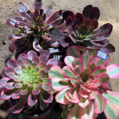 327多肉植物组合