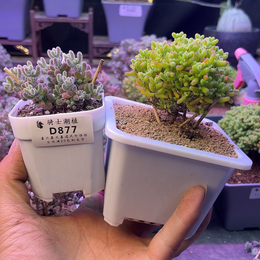 迷***糊877套餐2颗枝干番杏多肉