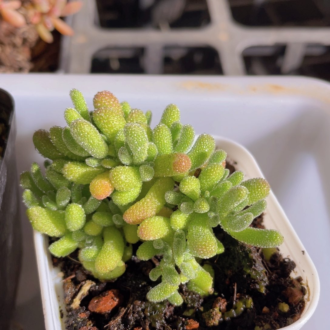 冰晶枝干多肉9.9包邮