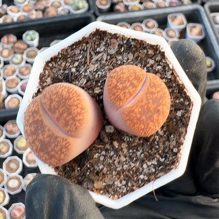 生石花1111。    292