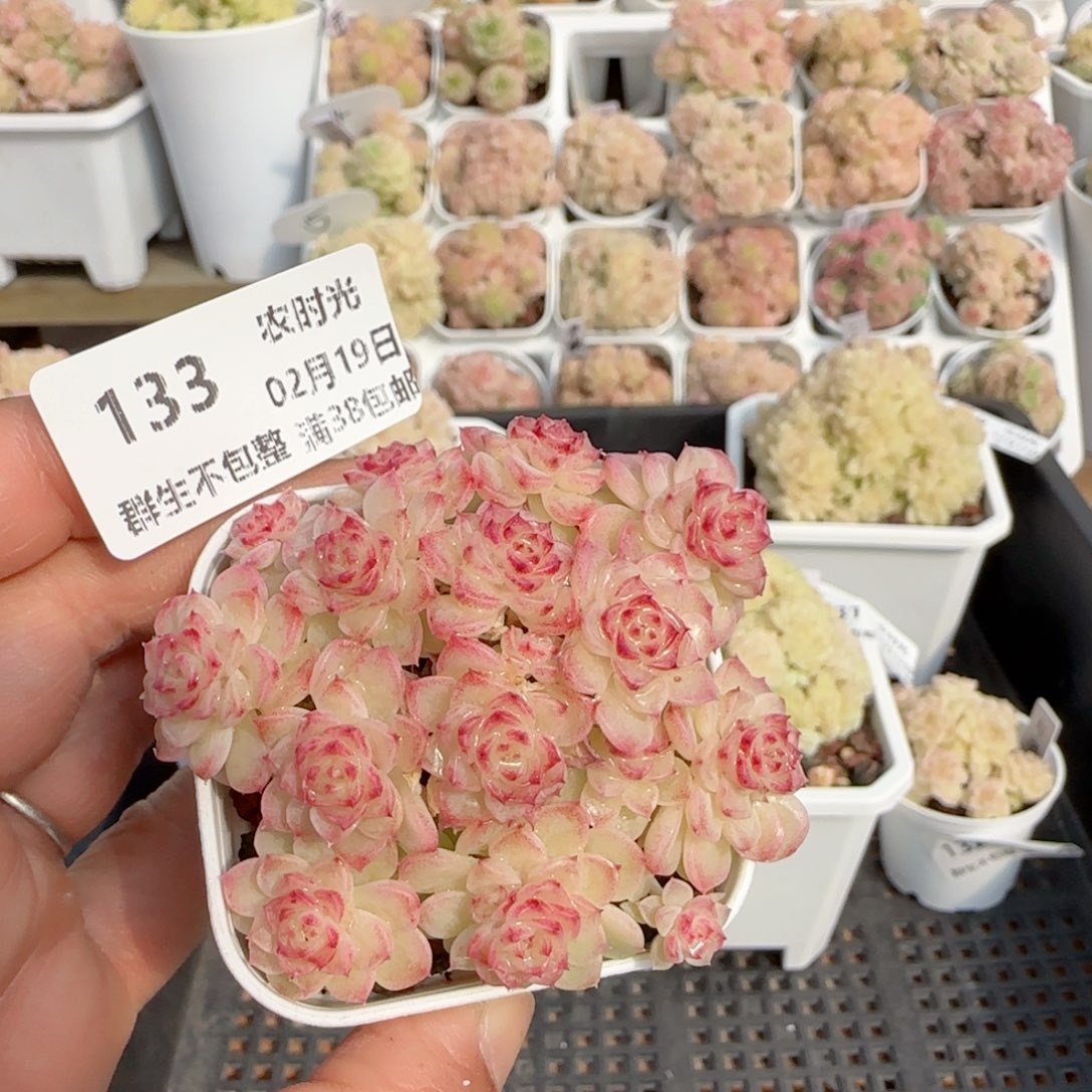 【闪购商品】0219-133（ht-53）
