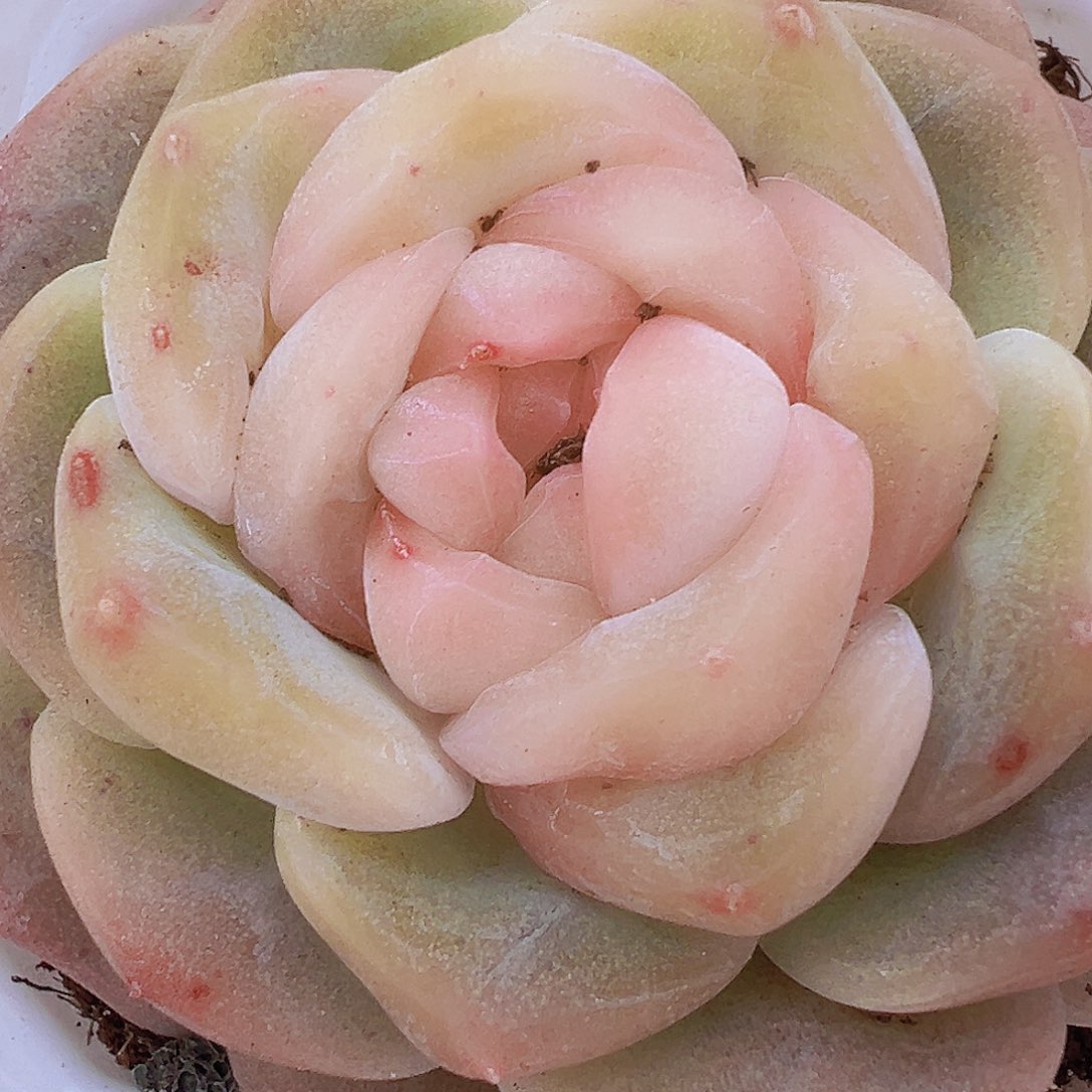 良辰19包邮多肉植物