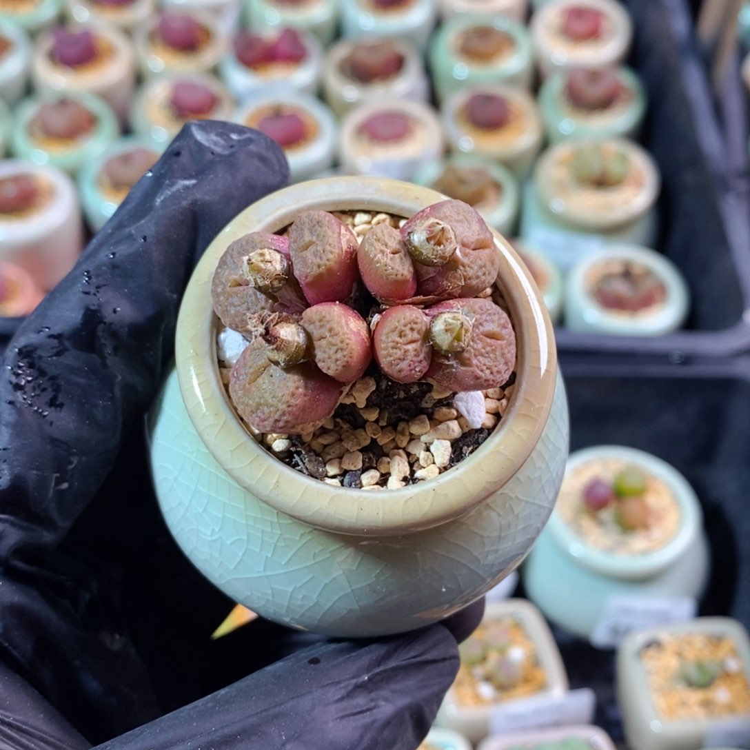 4198-一物一拍 带盆