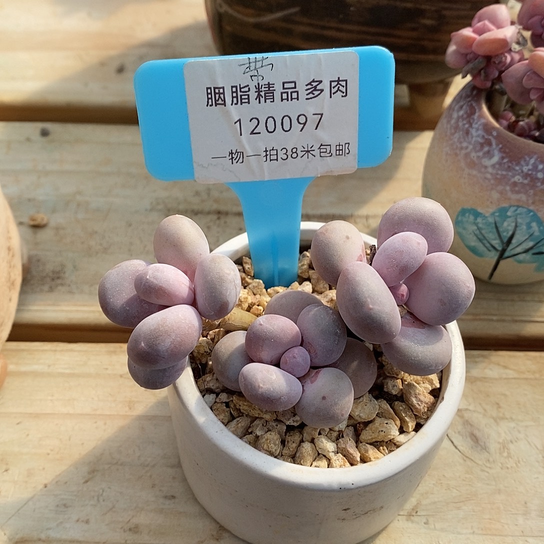 120097，哦我咯哦哦哦