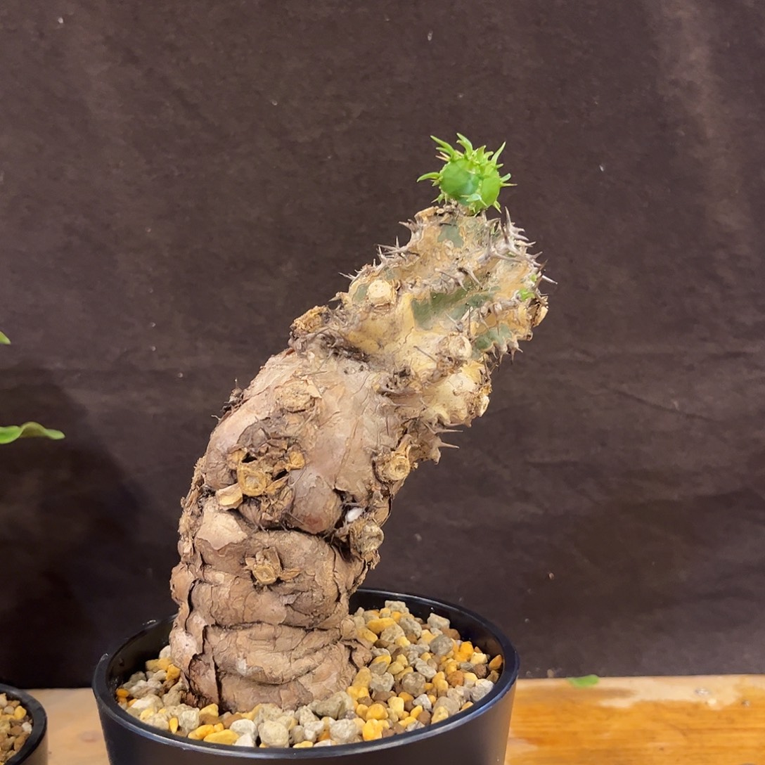 汤圆植物火山大戟哈