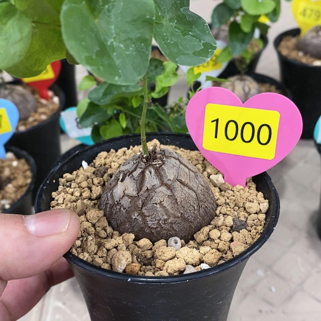 南非龟甲龙龟甲龙