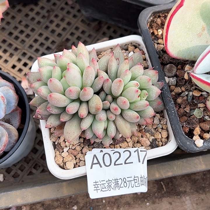 幸运的是我的朋友