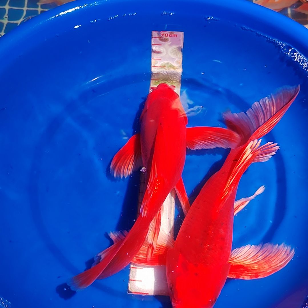 蝴蝶鲤一对一挑选