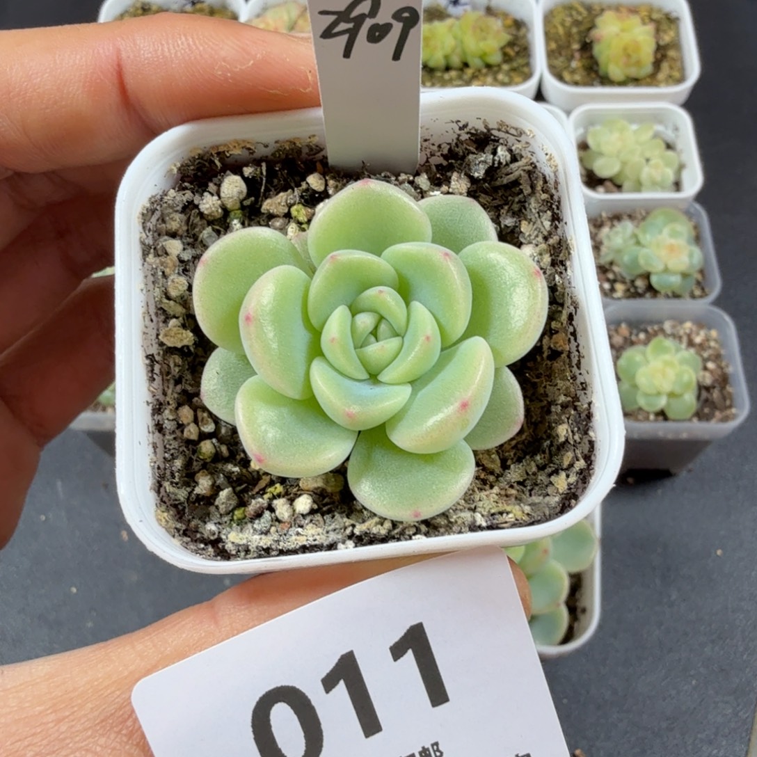 甜心2909一物一拍011