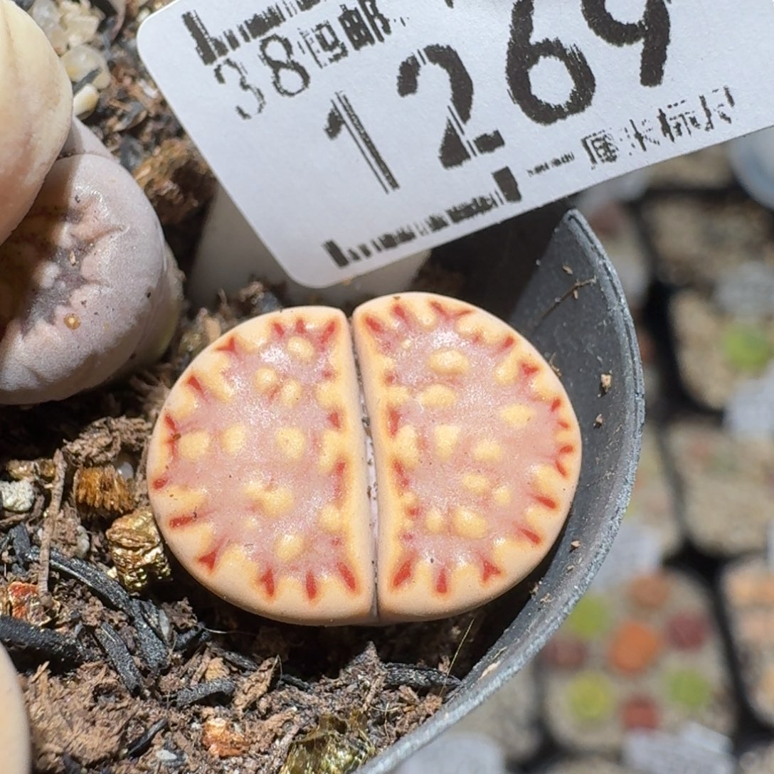 zzz冬日暖心福利1269