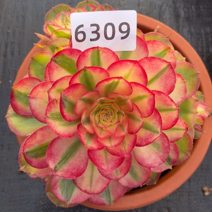 荔枝特价多肉发货