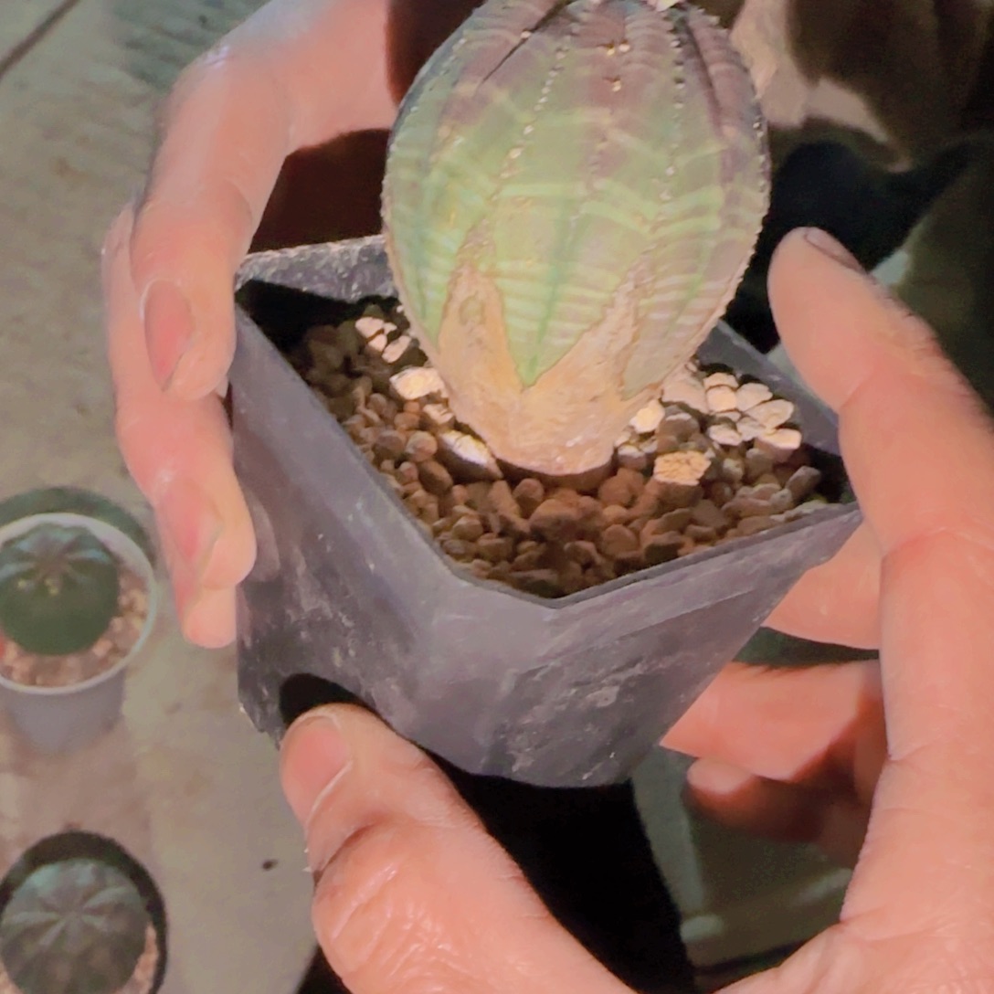 狂***牛块根植物块根植物