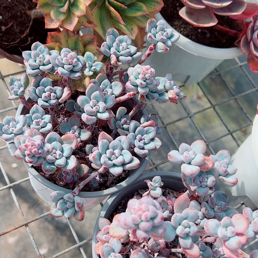 汤姆漫画带盆土精品特价二盆