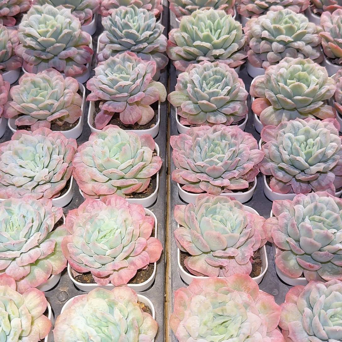 泡泡纱裙小单头8公分