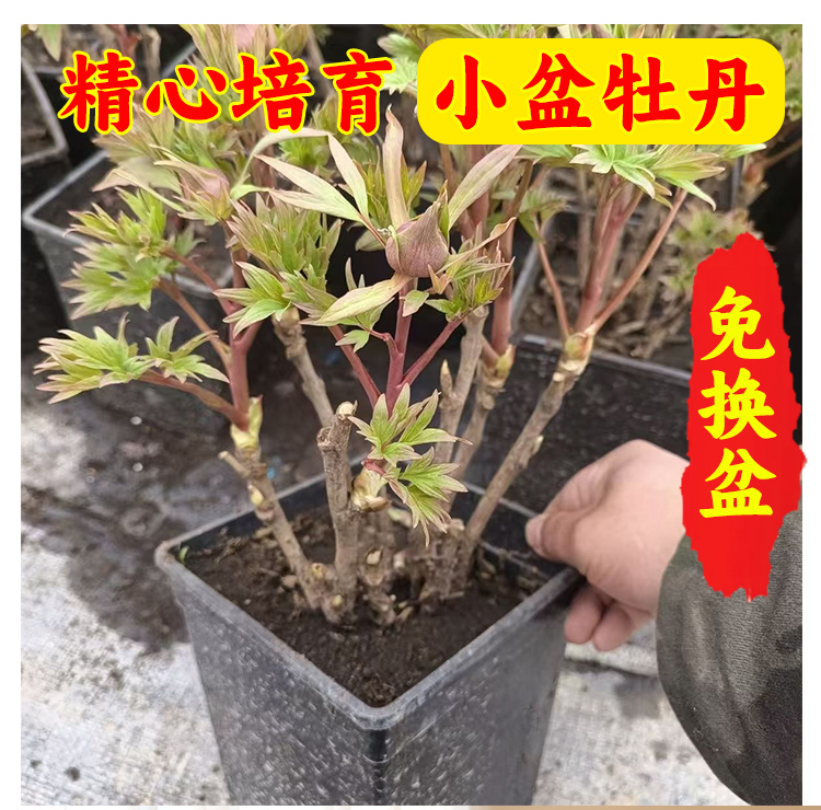带盆发货 洛阳牡丹桌摆小盆栽洛阳牡丹花观赏佳品
