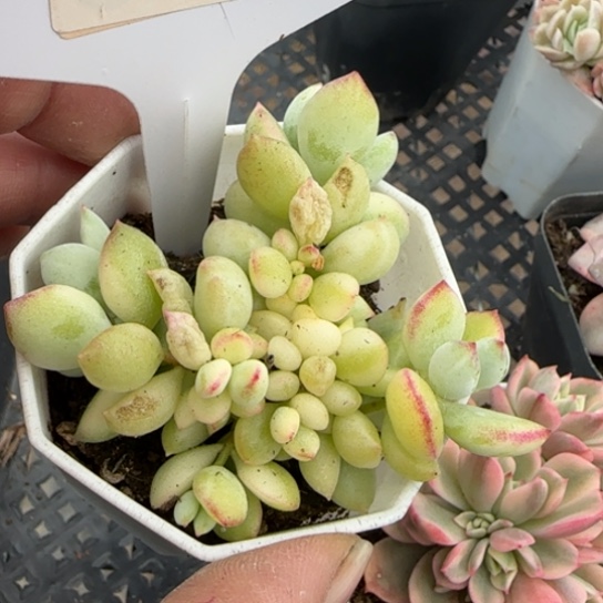 173达摩锦一物一拍多肉