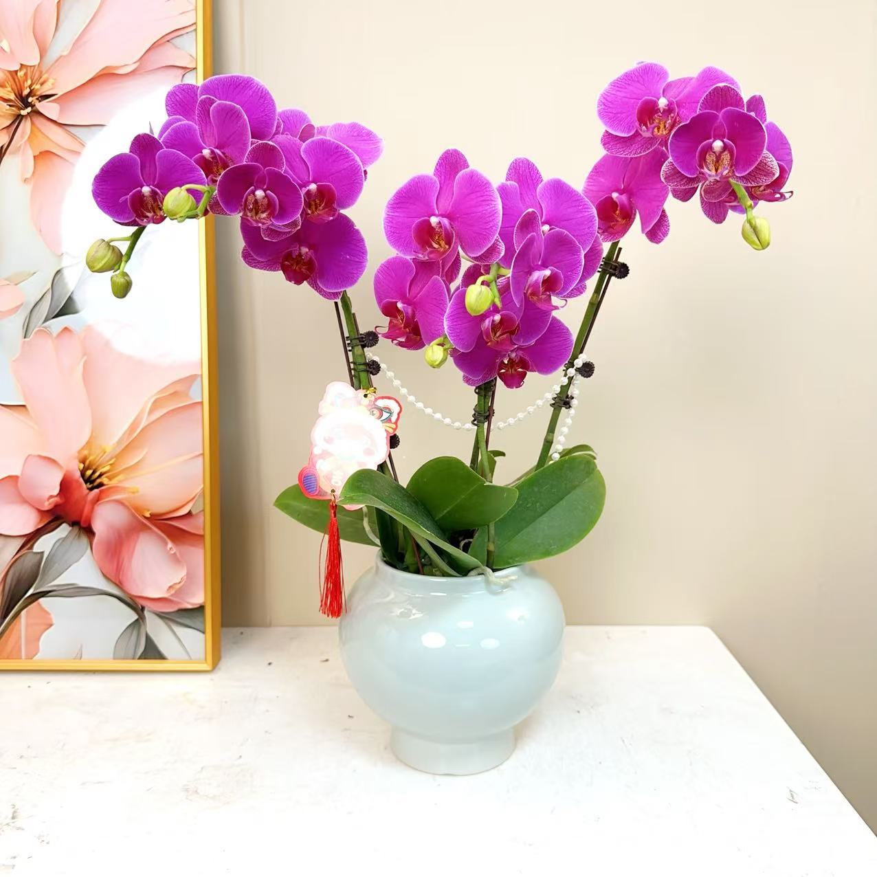 A级【恭喜发财】精品鲜花 蝴蝶兰 