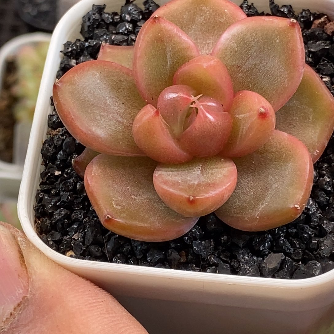 天官赐福百无禁忌