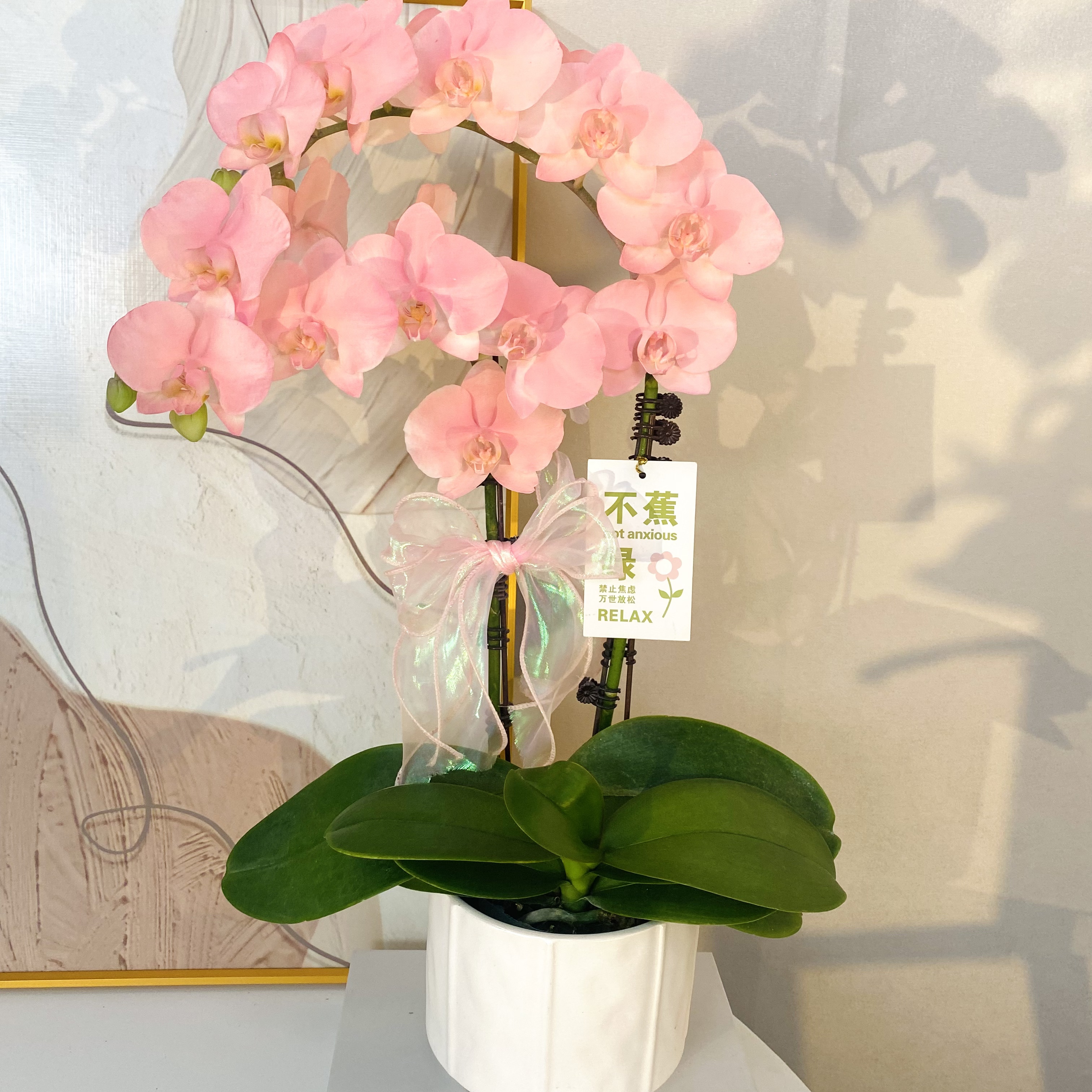 蝴蝶兰《水蜜桃》梦幻色系 稀缺艺术喷色工艺 好养耐养 基地直发