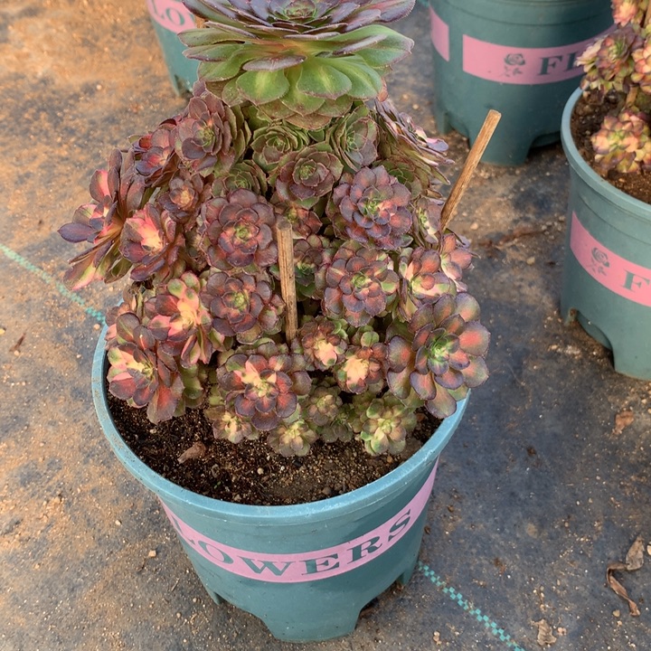 最***间1091海王七彩多肉植物特价