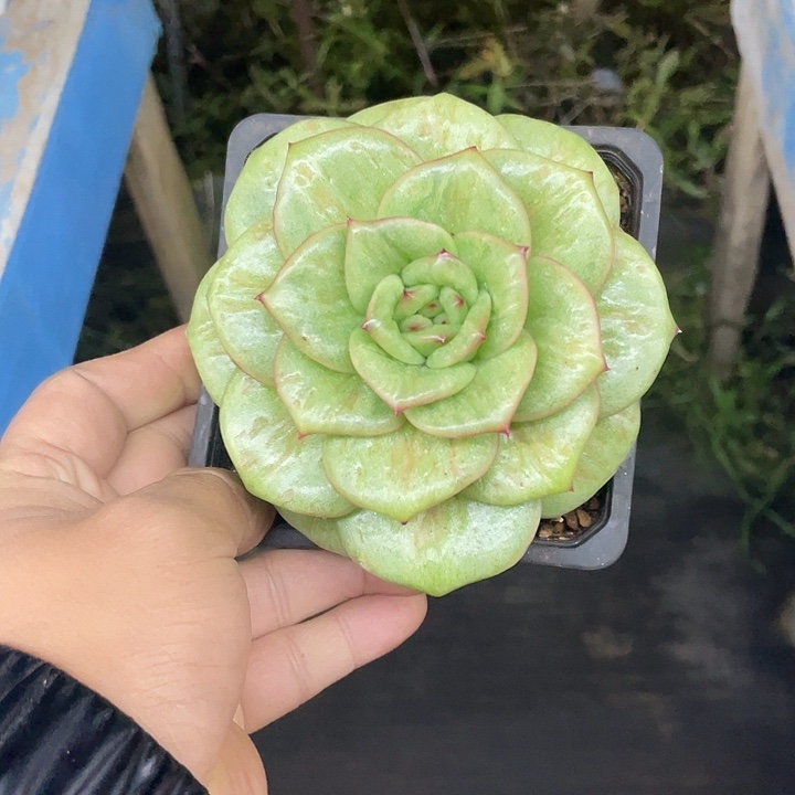 一物一拍一物一哦