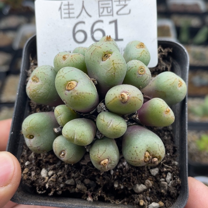 佳人园艺新年福利啦花纹玉661