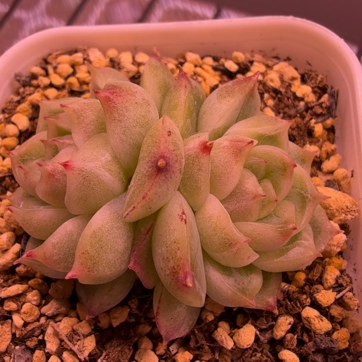 双头珍泥一物一拍