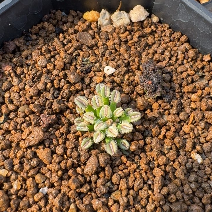 微***ᐝ贝氏乳突实生带盆发货