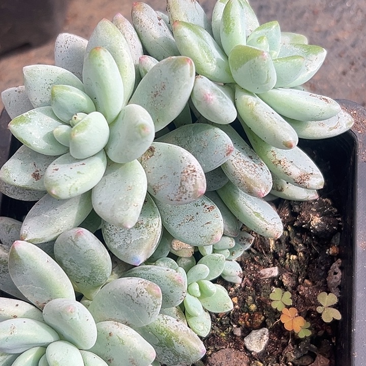 美人特价一物一拍