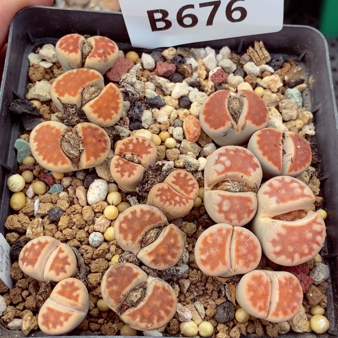 我我的小哥哥小姐姐们都676