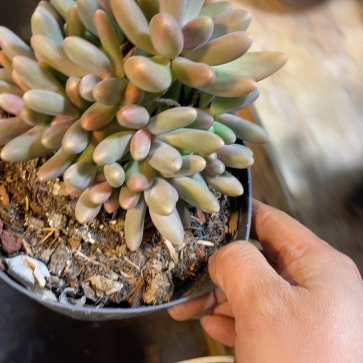 王***涛395满20包邮脱土发货