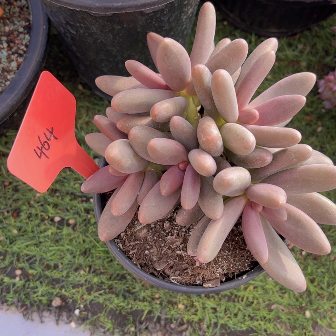 香玉的故事是一个人的故事