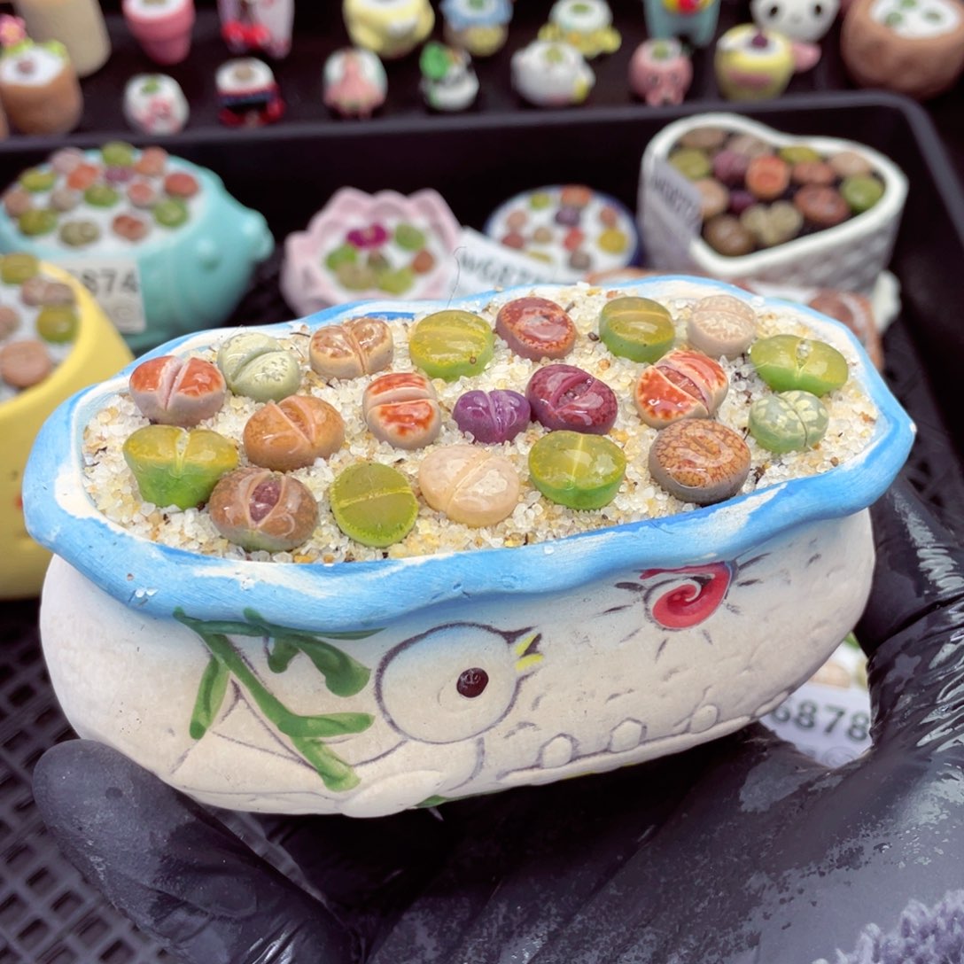 w6879--带盆土发货，零下地区拍保温箱