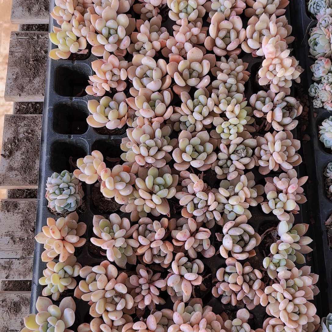 72孔冰橙量拍优选