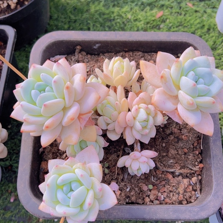 健健康康平平安安