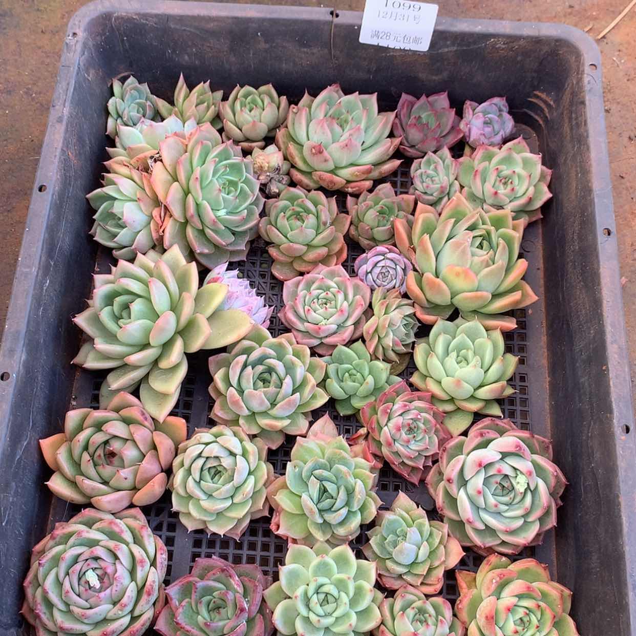 【闪购商品】云1099号