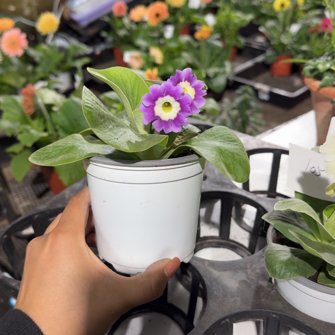 耳叶报春106， ， ，