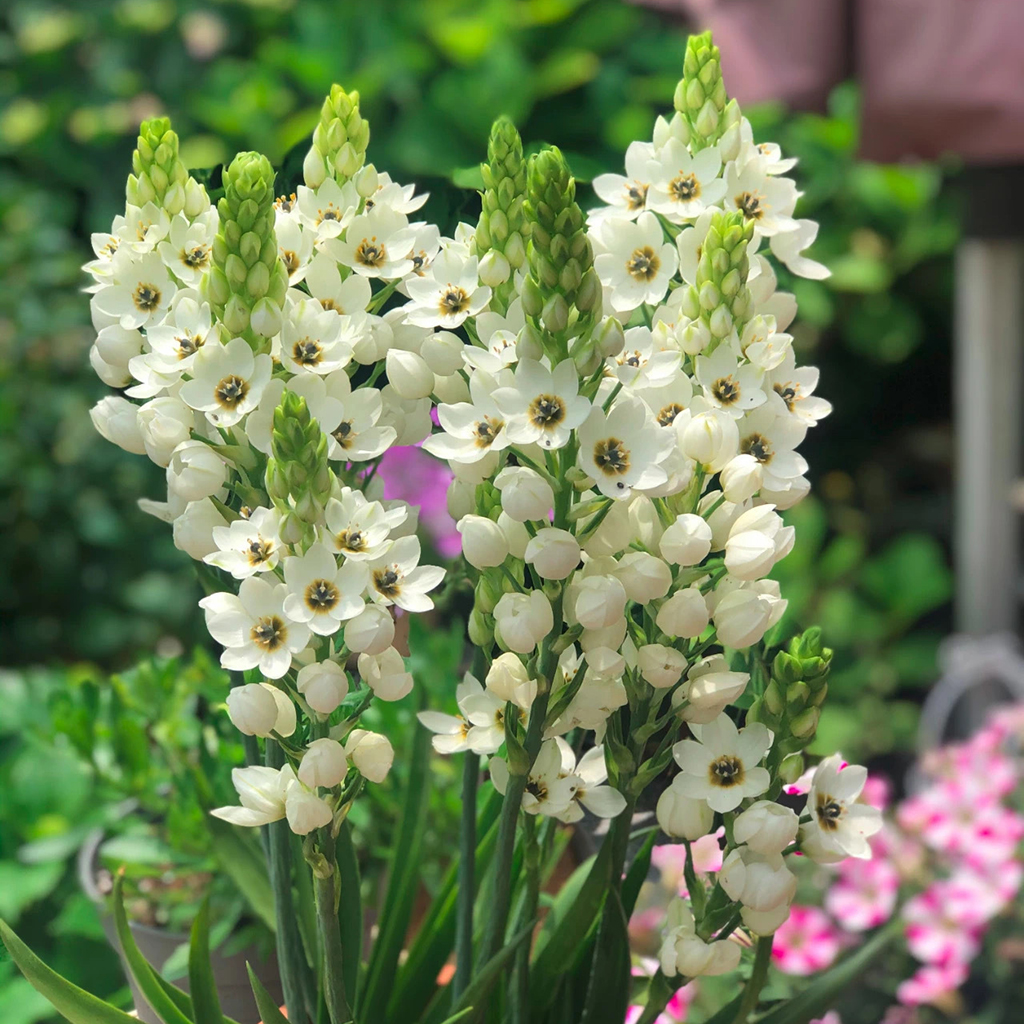 花自开圣心百合大号种球春天阳台花卉多年生球根花卉种植耐寒植物