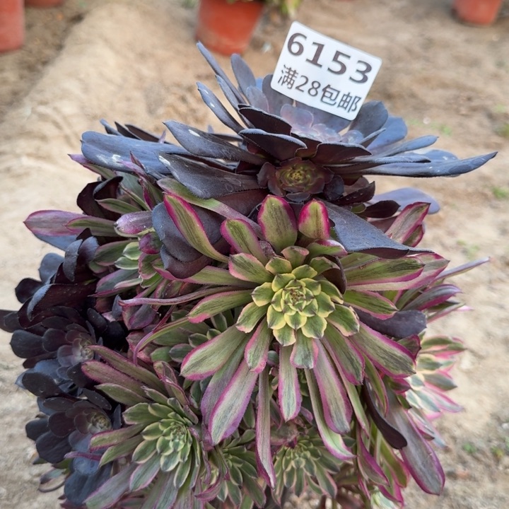 6153一号棚糖果粉黛C