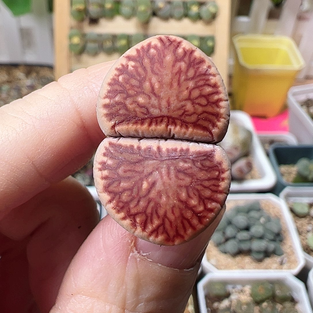 菊纹章一颗包邮……………………