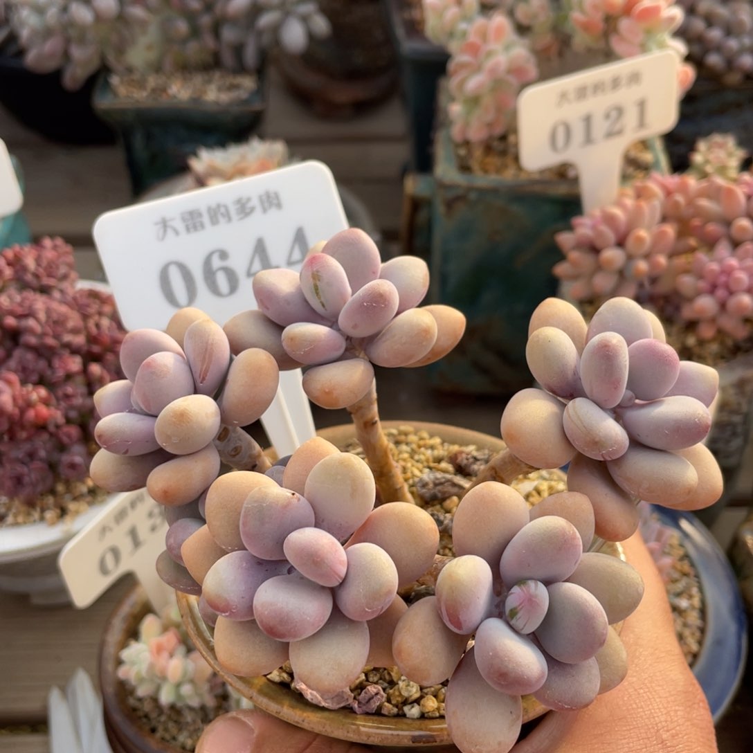 0644桃蛋不带盆12厘米