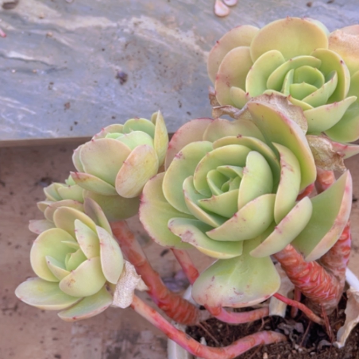 【闪购商品】碧桃07210