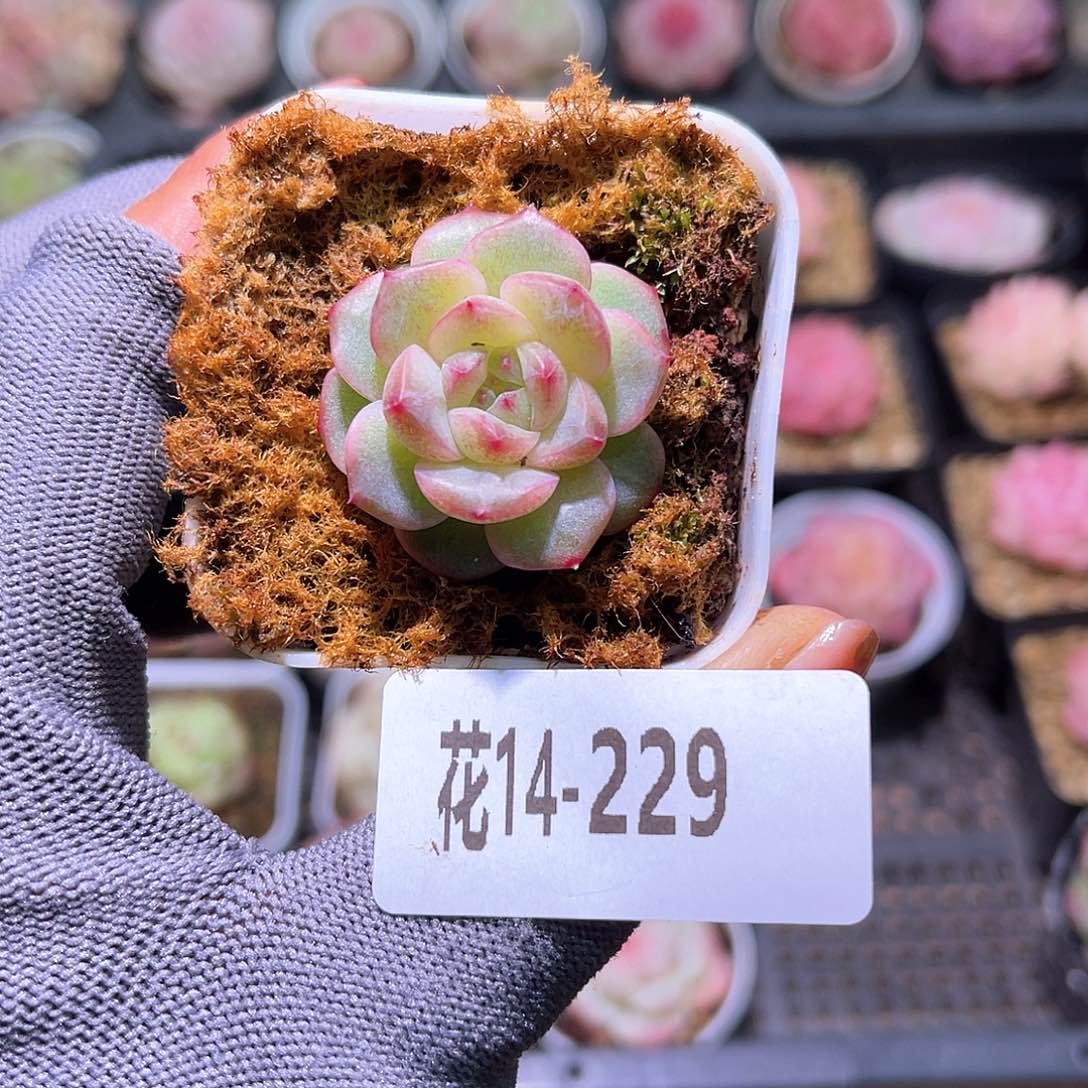 花14-229新品珍妮