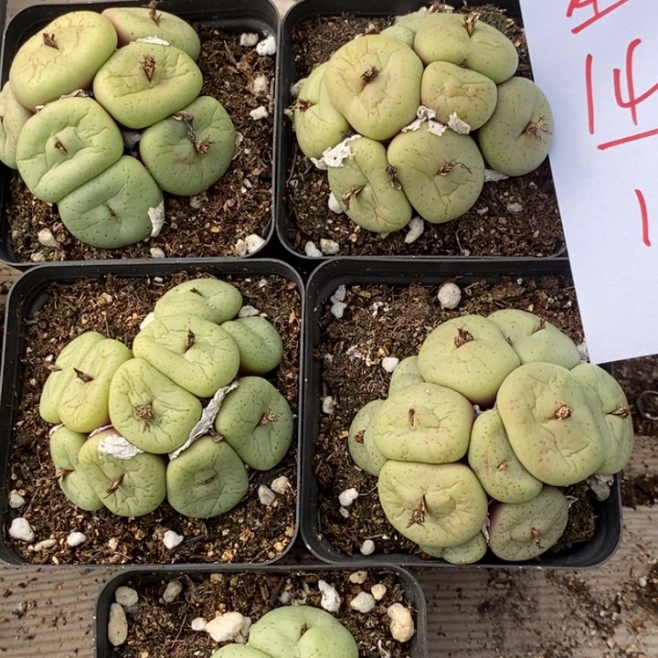 1443吕氏大饼一群