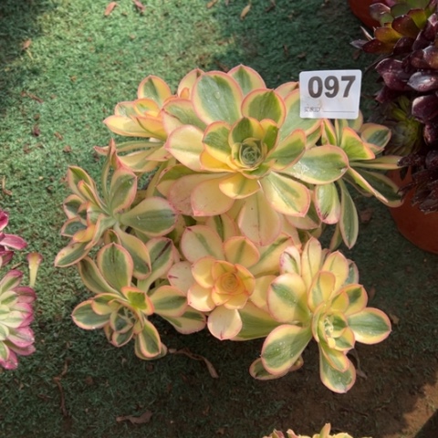 097燕资锦朵朵多肉