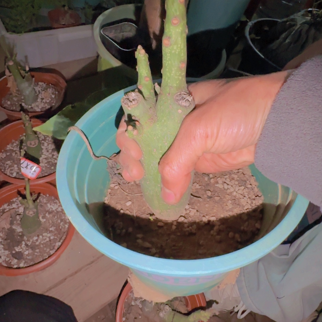 刘***力块根植物块根植物