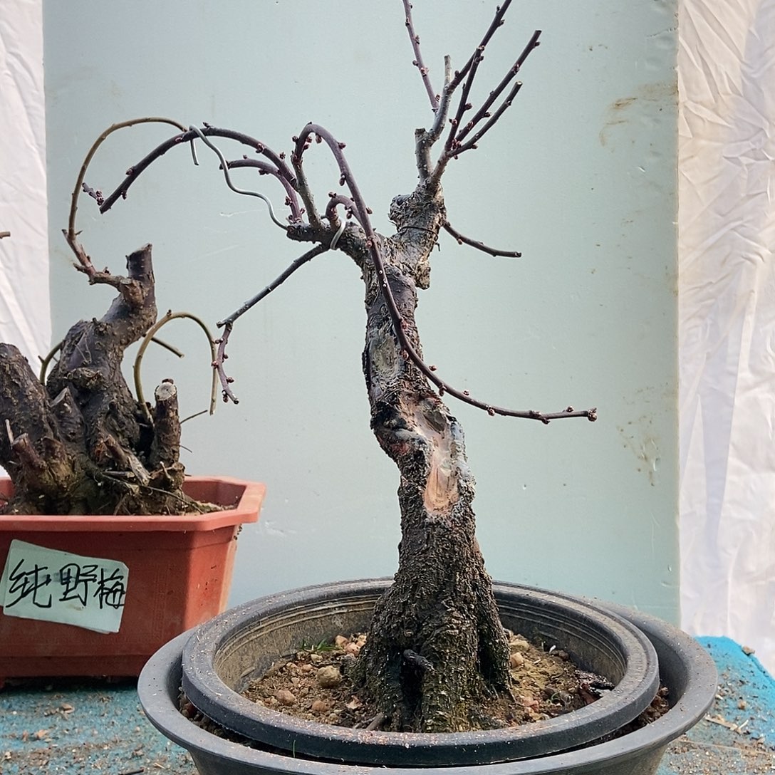 全部花苞20年野梅嫁接乌梅