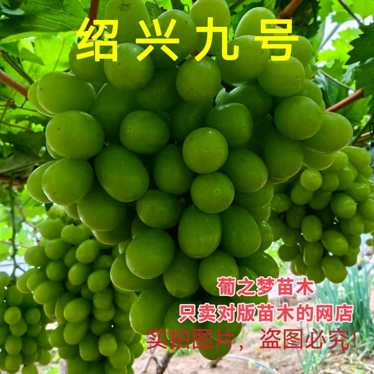 绍星九号嫁接自粉圆叶葡萄苗早熟无核玫瑰香味脆甜多汁