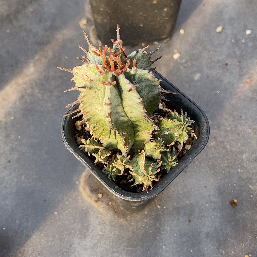 白衣魁伟玉仙人球一物一拍