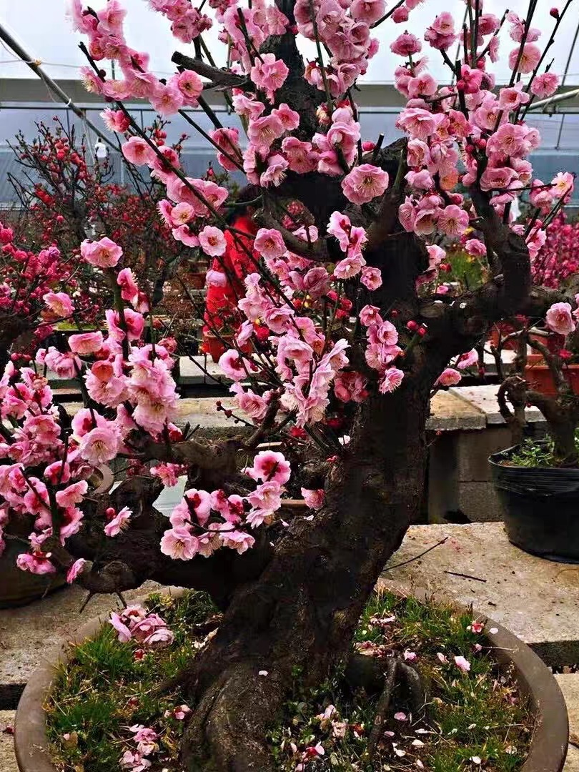 红梅浓香型耐寒梅花树盆栽适合室内外庭院阳台种植的花卉绿植